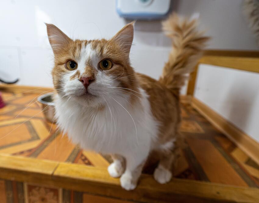 Ученые поняли, как эффективнее лечить аллергию на кошек