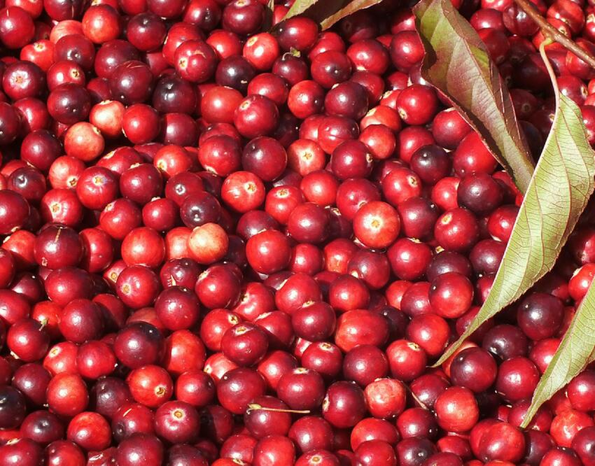 Эксперт рассказала, почему ягоды гораздо полезнее популярных фруктов