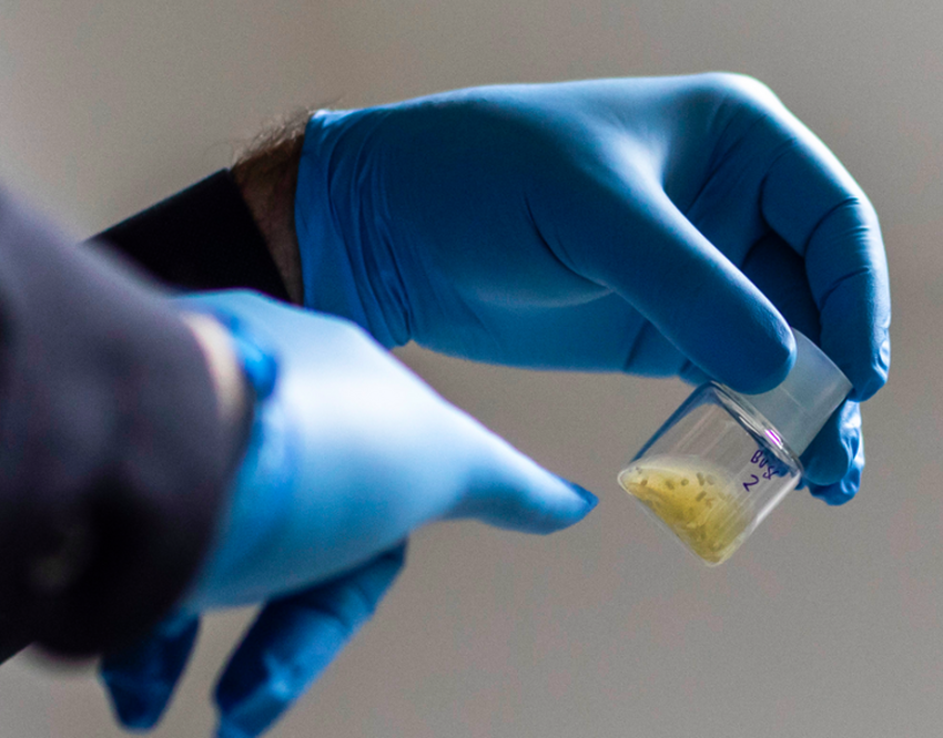 Укрепляет здоровье и продлевает жизнь: ученые смогли блокировать гормон ...