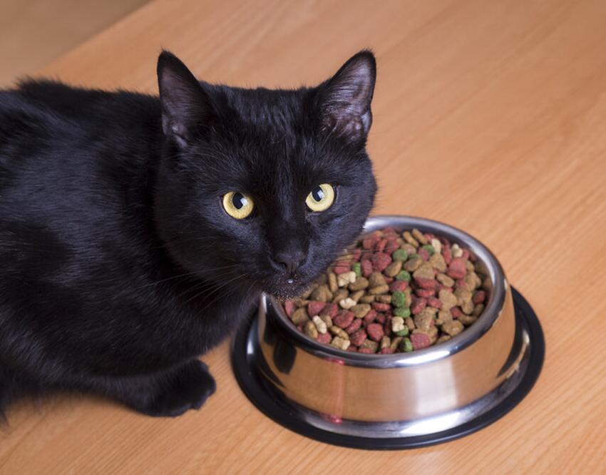 Роскачество обнаружило лучший кошачий корм, от которого питомец будет в ...