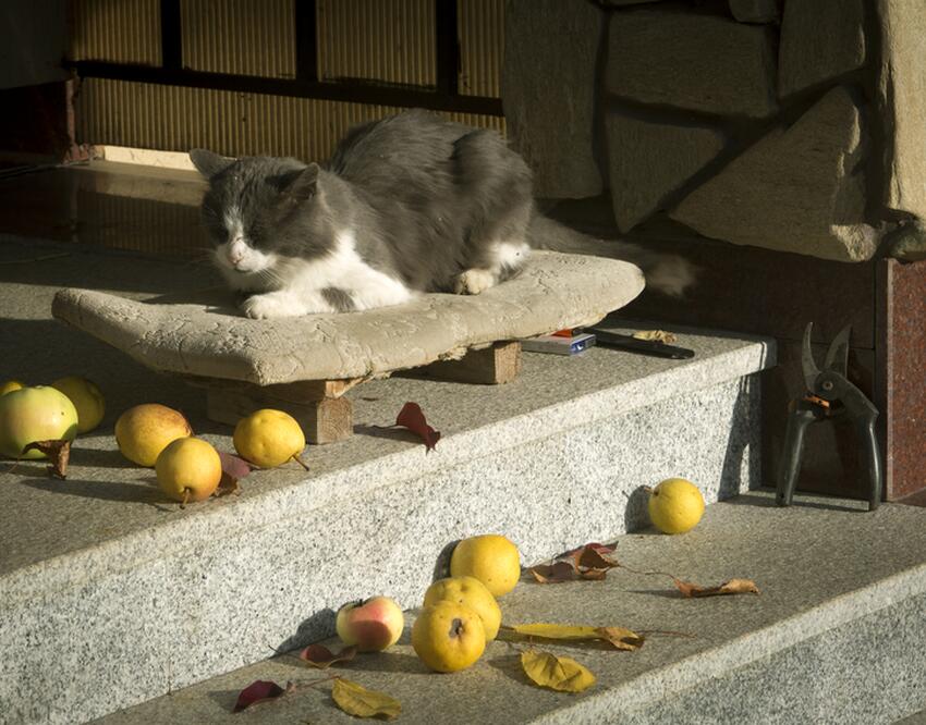 Колбаса и рыба смертельно опасны для кошек: чем правильно кормить питомца