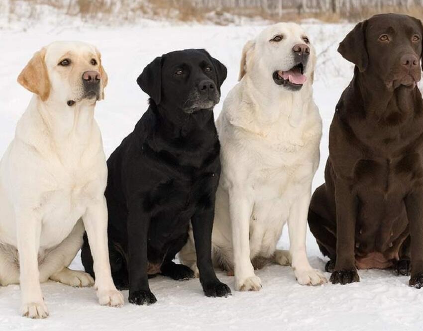 Ученые назвали самые умные и самые глупые породы собак