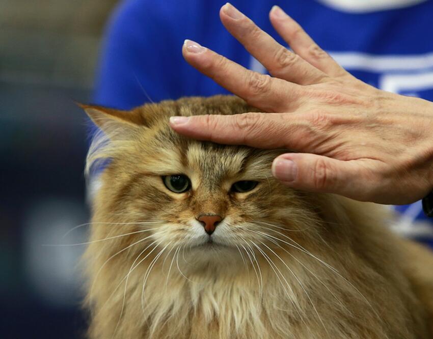 Усатые доктора: названы болезни, от которых лечат кошки