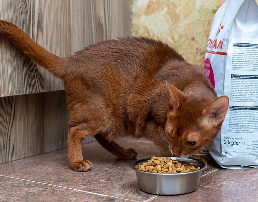 Молоко, мясо, шоколад: названы самые опасные продукты для кошек
