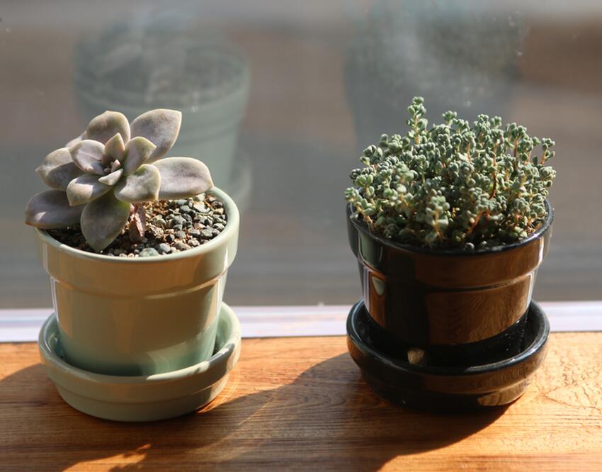 3 эффективных способа, как навсегда избавиться от мошек в цветке