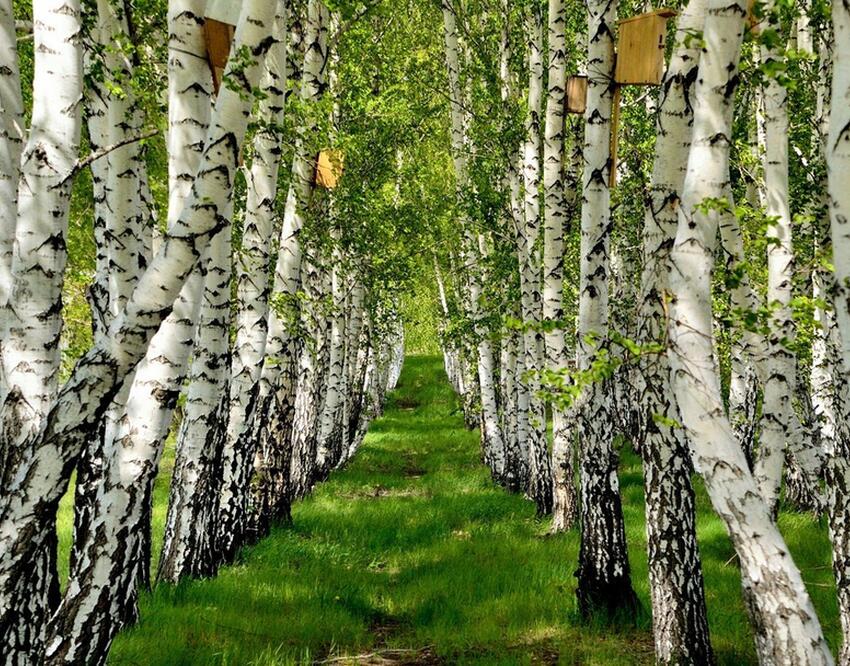 Чем замазать повреждение на коре дерева: участок будет спасен