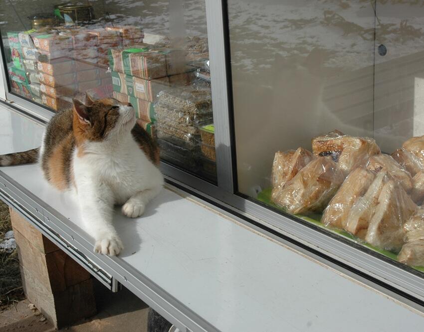 5 советов, как правильно кормить кошку. Вы даже не подозревали