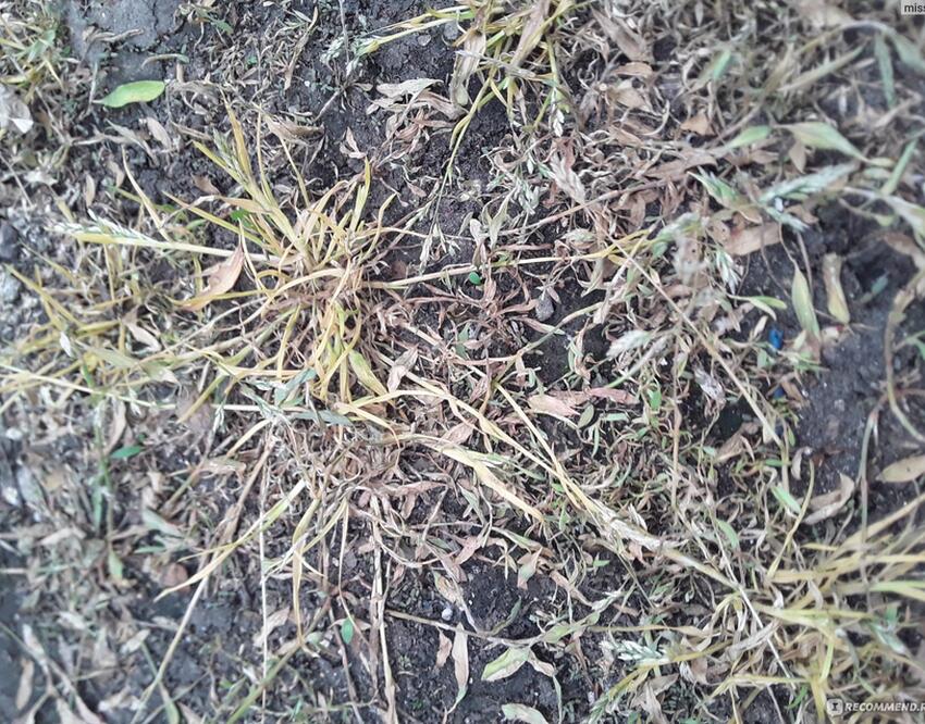 От травы останется одна труха: назван самый эффективный препарат по ...