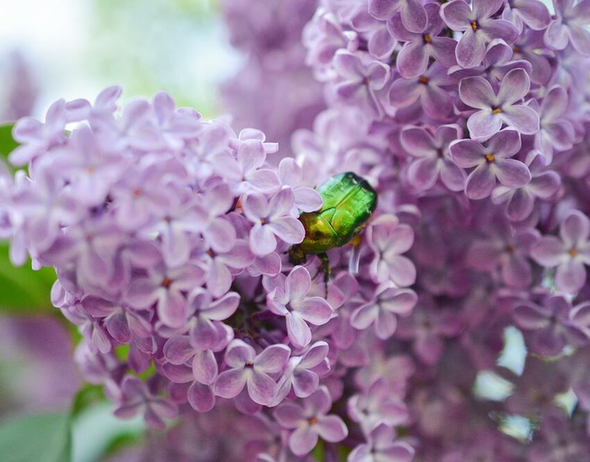 «Если расцвела дважды…»: приметы, связанные с сиренью – о чем расскажут