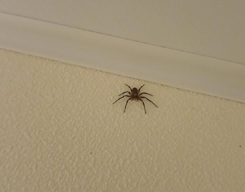 примета паук на потолке