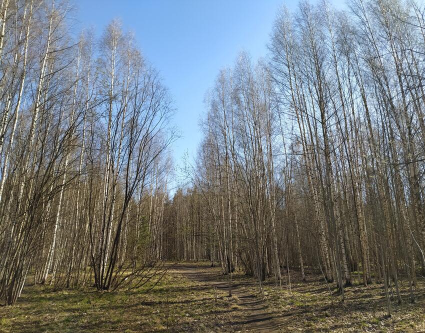 Клещи способны переносить чуму: где в России они могут охотиться