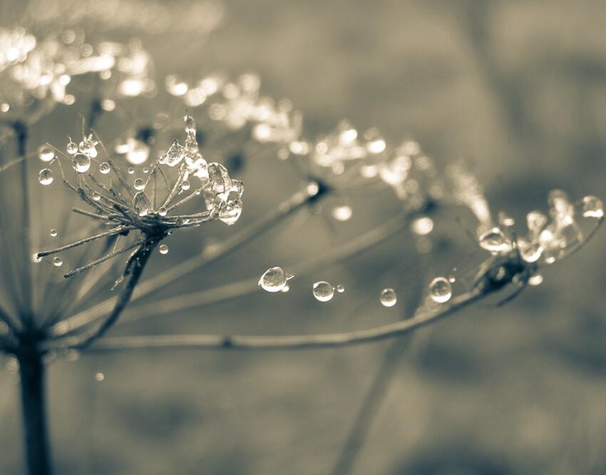 Спасайте урожай: в конце мая температура воздуха понизится до минус ...
