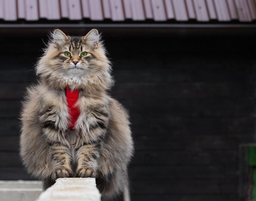 Сейчас их почти не встретишь: 6 самых популярных пород кошек в СССР