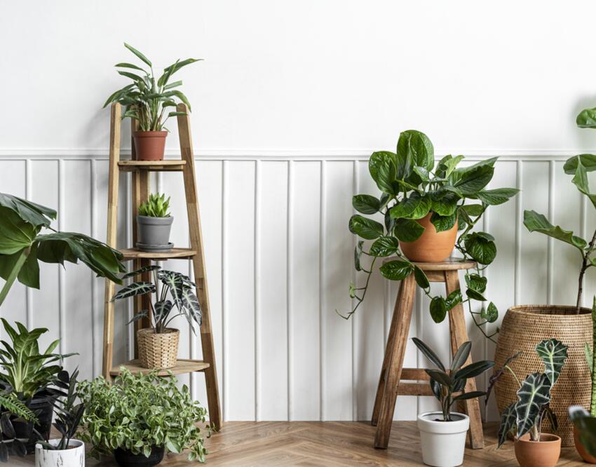 Не для комнатных растений: почему нельзя поливать цветы водой из-под крана