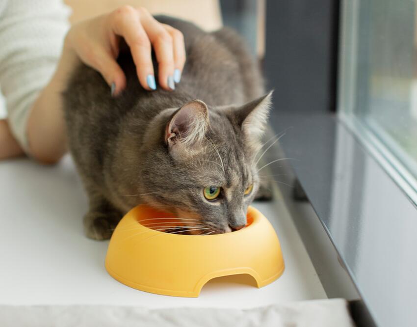 Можно ли кормить кошку макаронами: вредная эта пища или нет