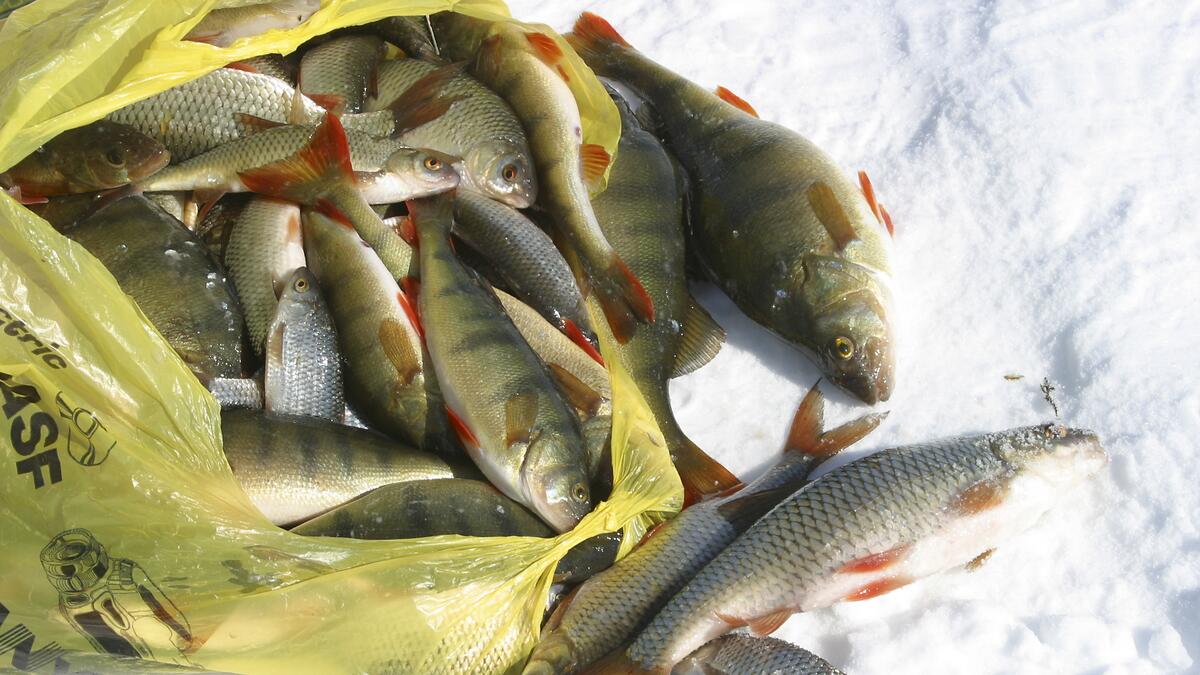 канала рыба. рыбы тамбовской области. корюшки. рыба в канале. канал имени москвы рыба.