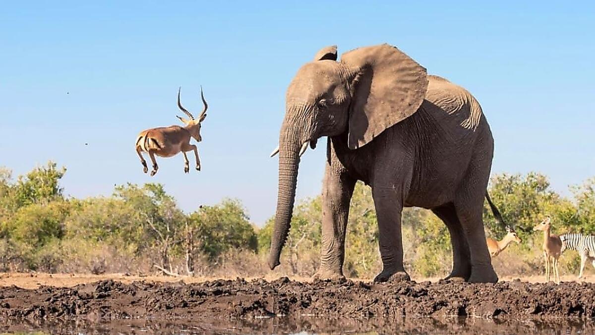 Слон антилопа