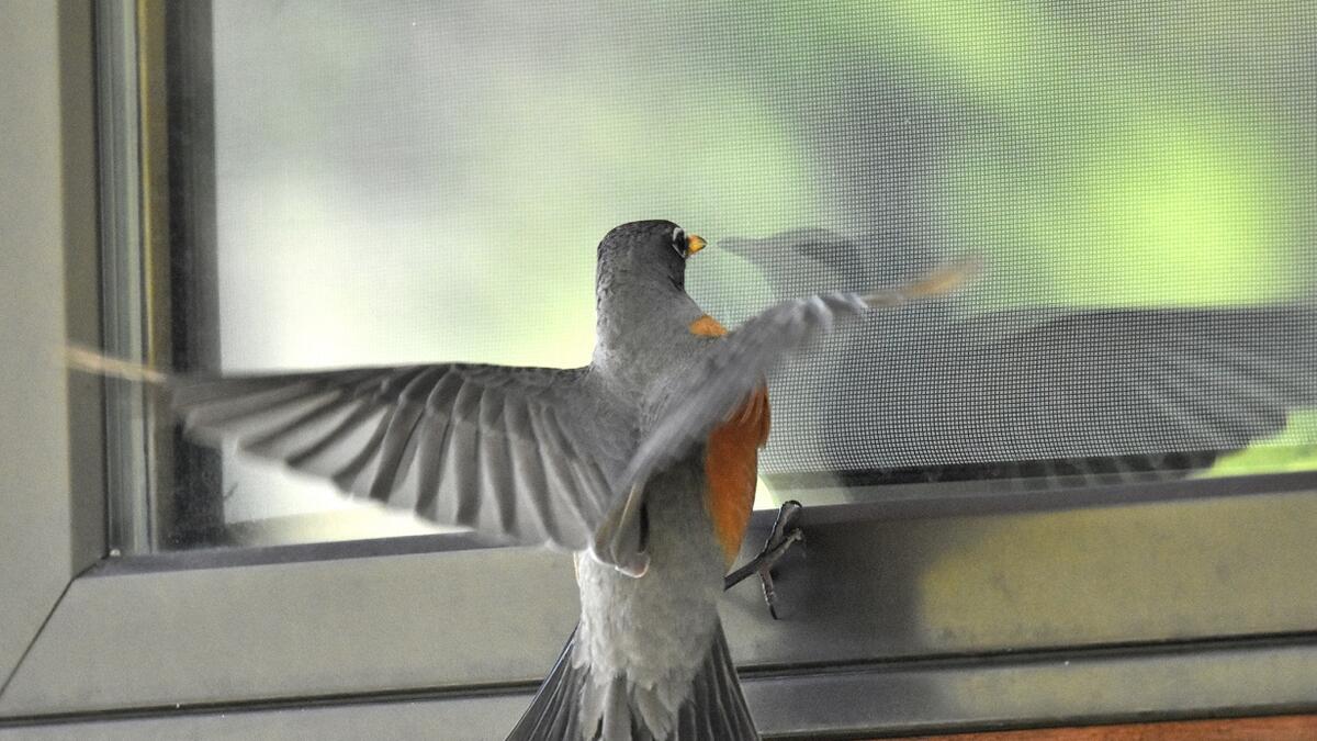 Птица стучит в окно: стоит ли волноваться и что означает эта примета