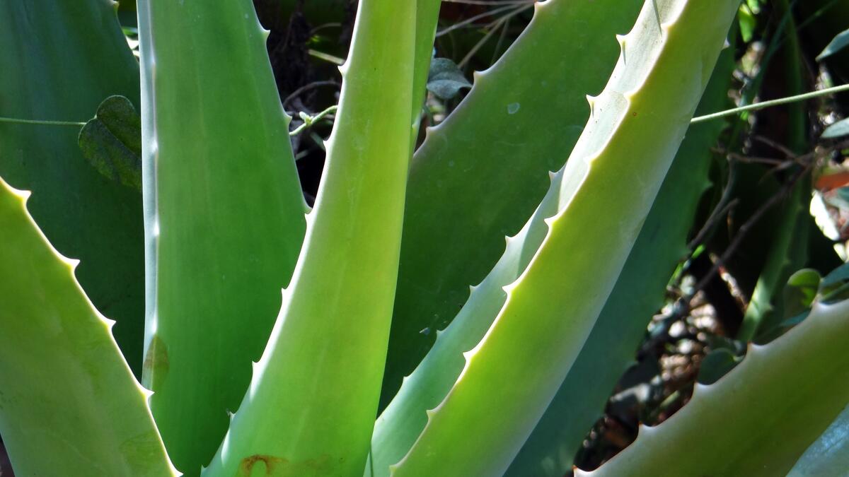 Aloes 2