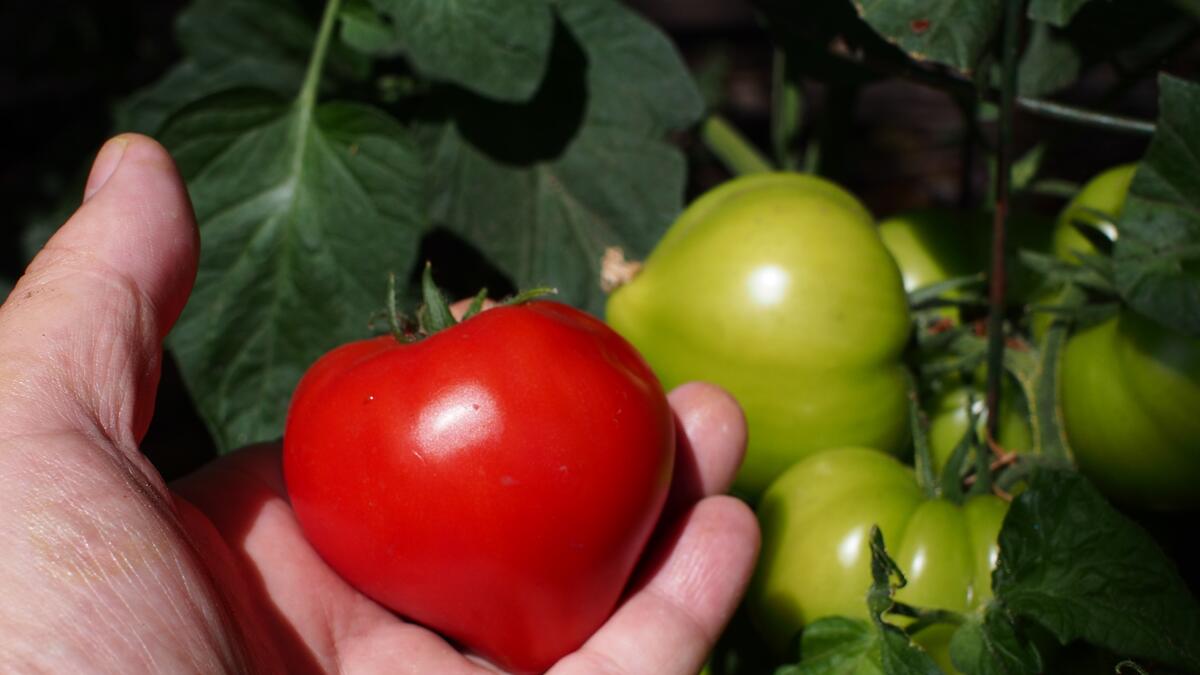 Как правильно поливать помидоры в жару, чтобы не лишиться урожая