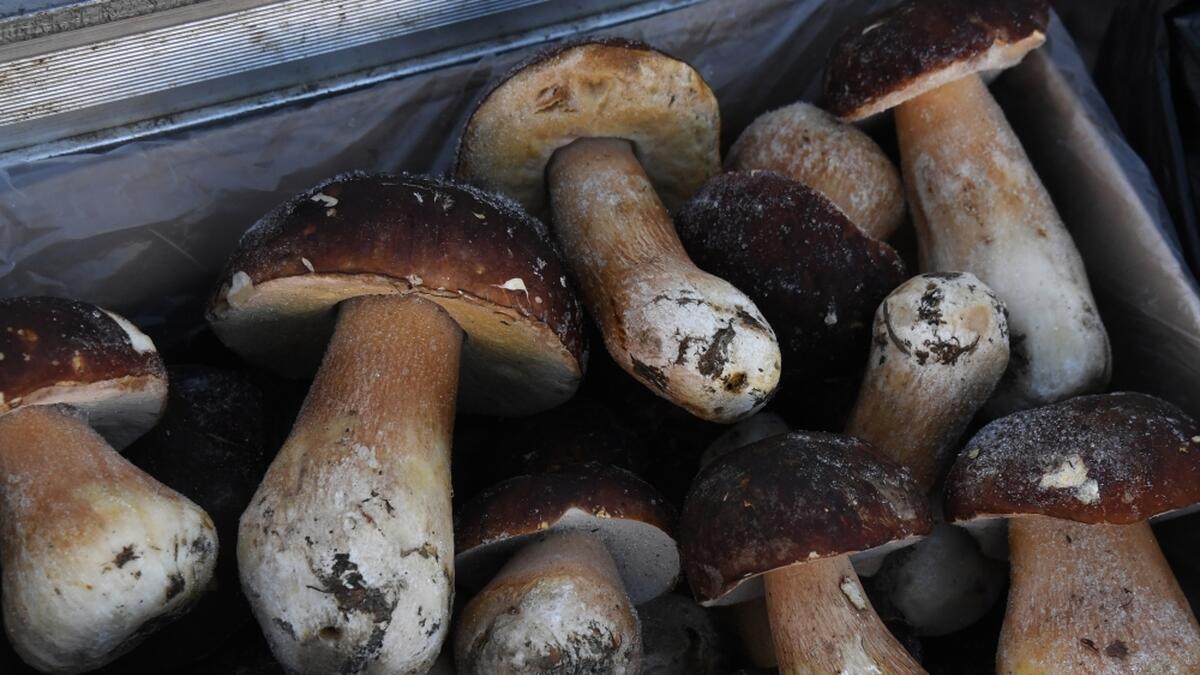 Как отличить съедобные грибы от их ядовитых «двойников»