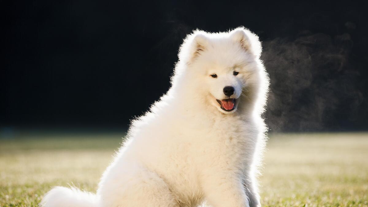 Отзывы о самоедах от владельцев