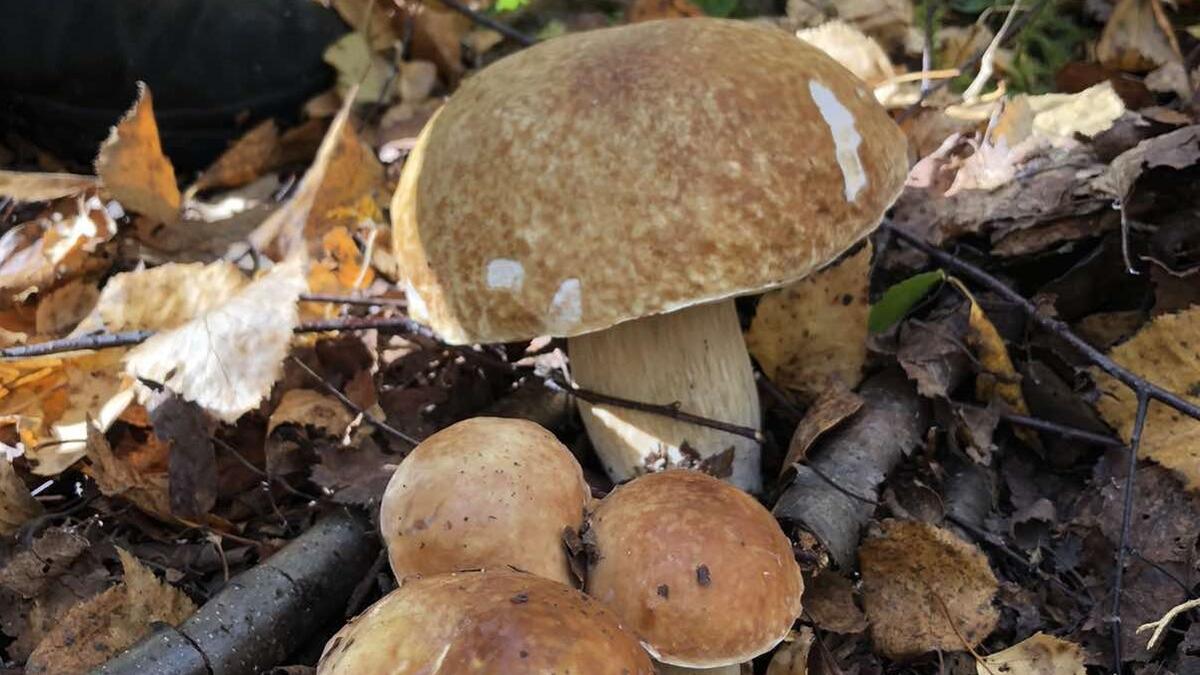 8 правил крутого грибника: их следует соблюдать, чтобы вернуться с полной корзиной