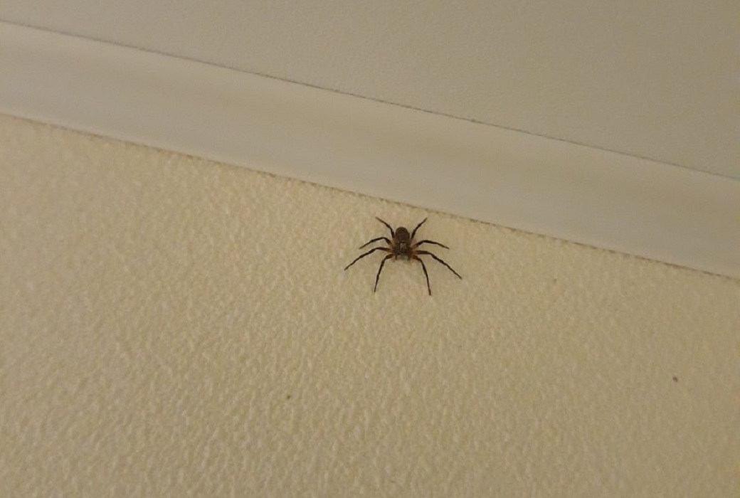 Причины появления пауков в квартире. Почему в квартире появляются пауки. Средство против появления пауков. Паук может лазить по потолку. Сон паук дома