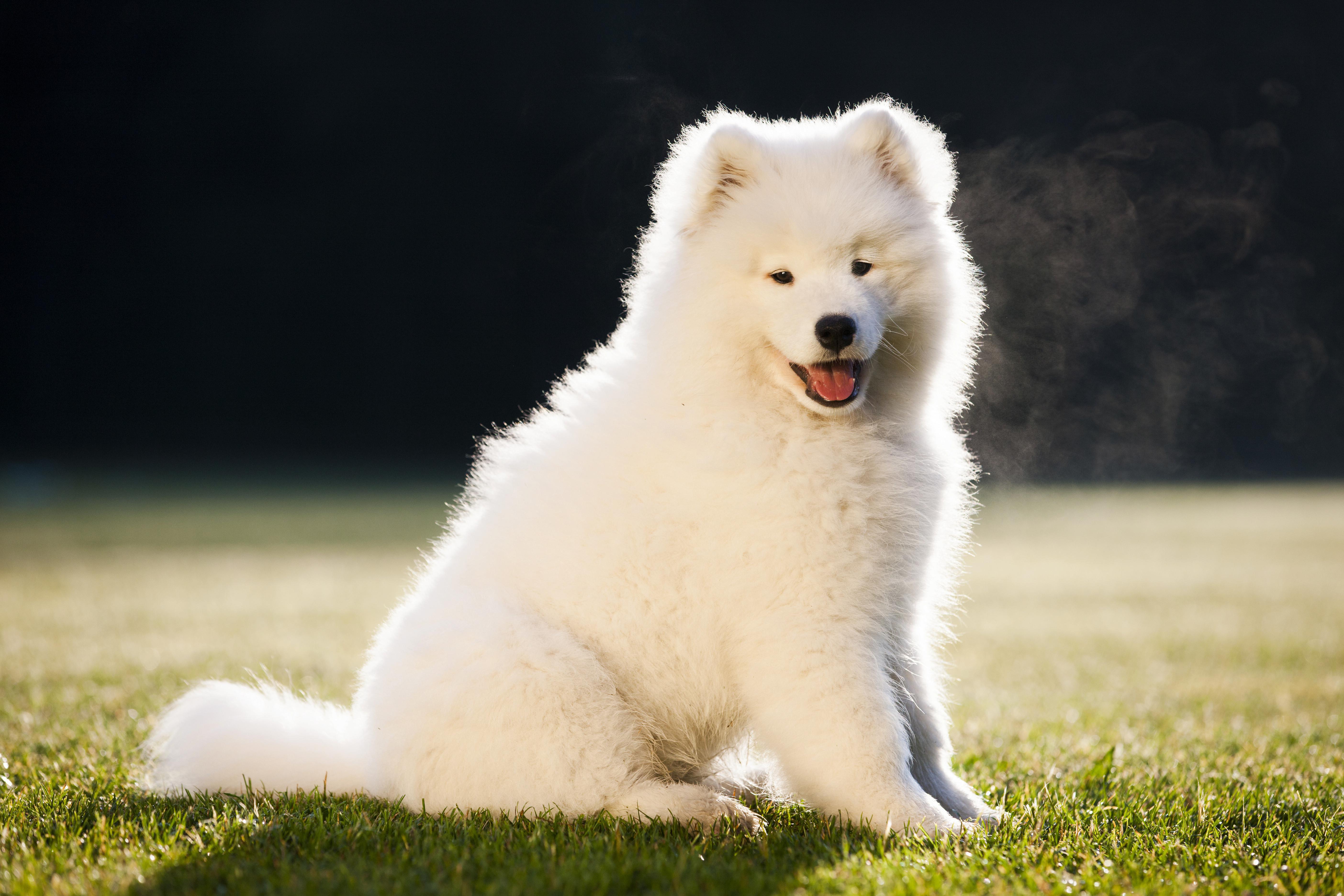 белая пушистая собака фото